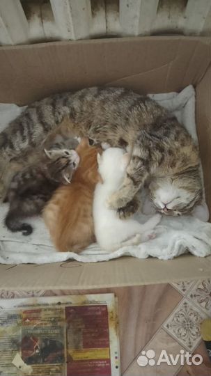 Рыжий котик