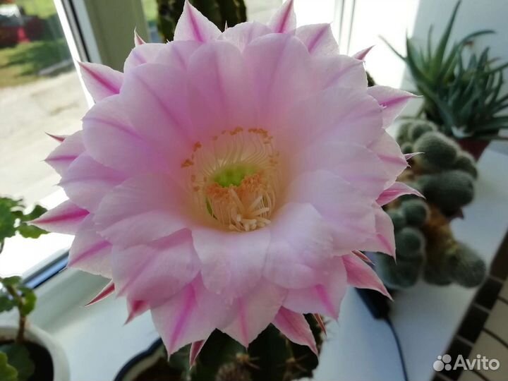 Денежное дерево, кактусы эхинопсис, лимон