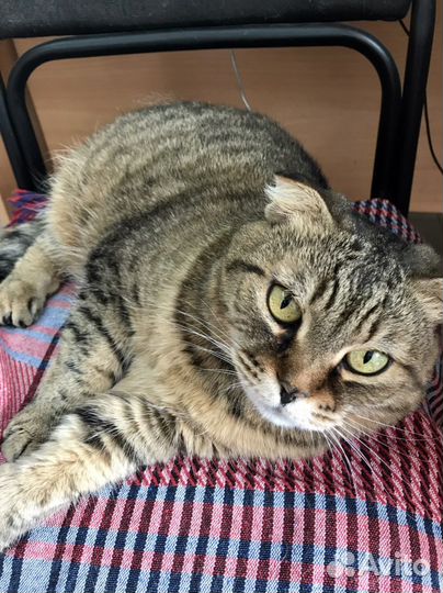 Кошки в добрые руки