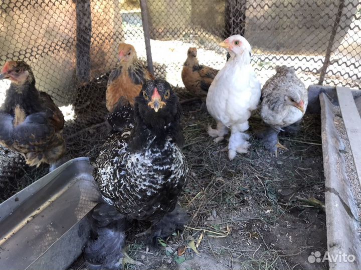 Цыплята породы брама