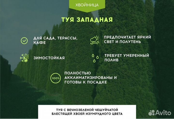 Туя Смарагд 2,8 м