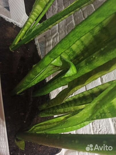 Сансевиерия