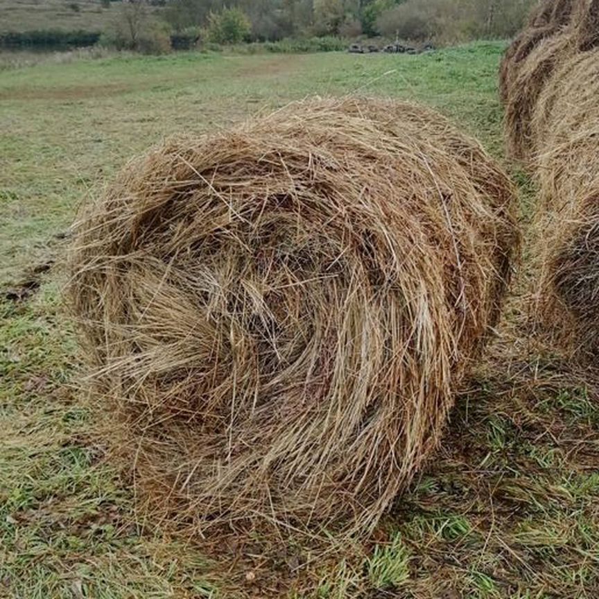 Продам сено в рулонах