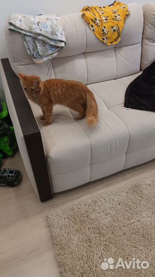 Котенок-подросток в добрые руки