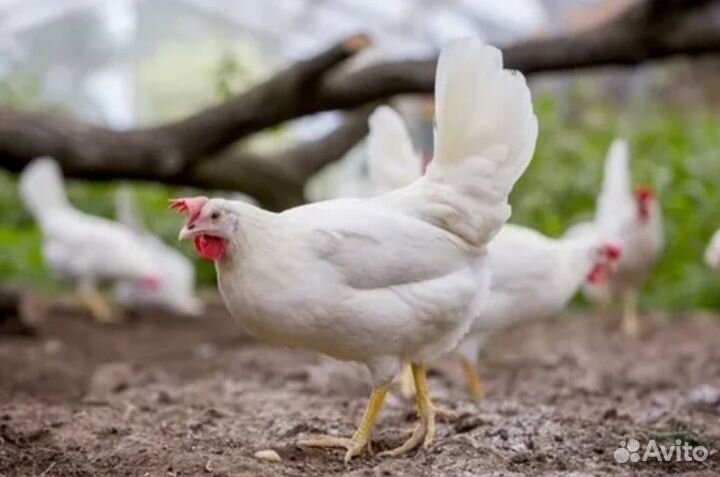 Молодые петухи Декабл Уайт