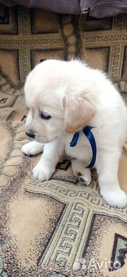 Щенки лабрадора