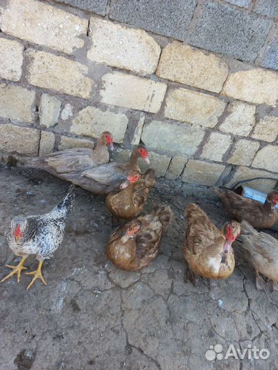 Индоутки самки самцы