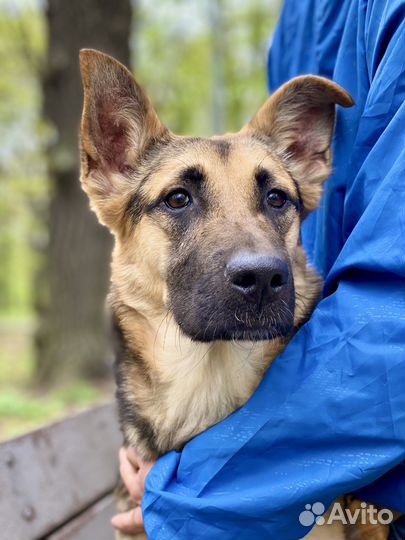 Метис овчарки в дар/щенок бесплатно в добрые руки