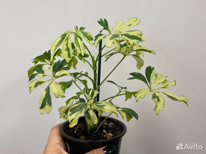 Шефлера джанин