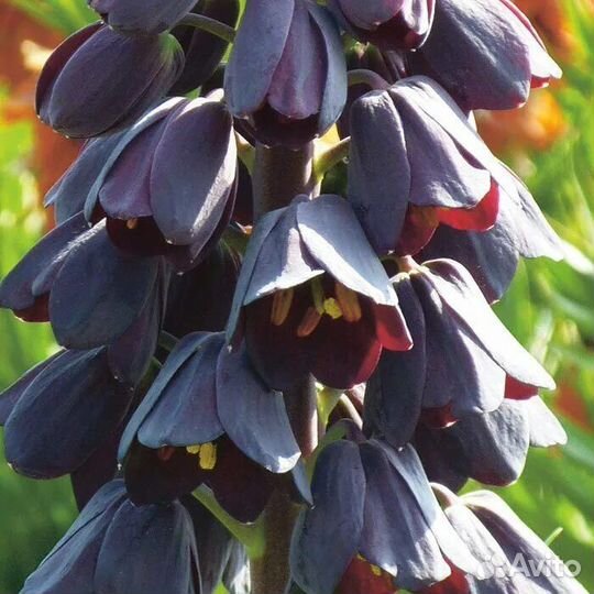 Рябчик персидский