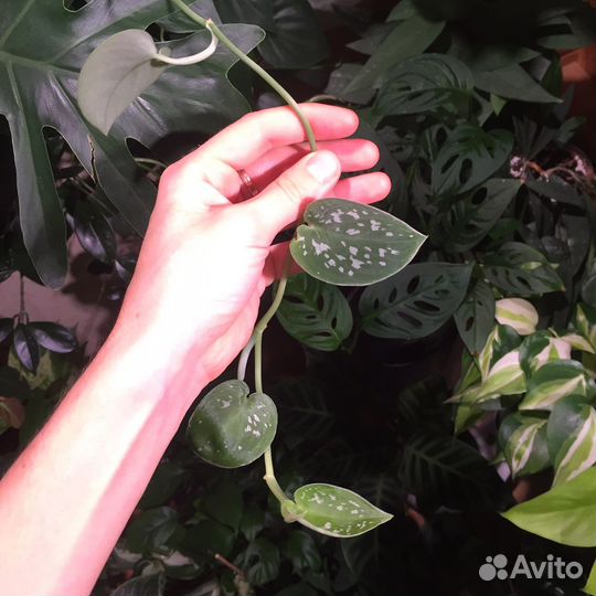 Эпипремнумы, сциндапсусы, филодендроны, монстеры