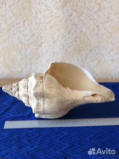 Большая морская раковина Турбинелла(25см)