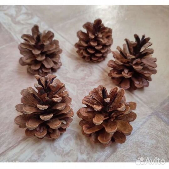 Шишки сосновые набор 70