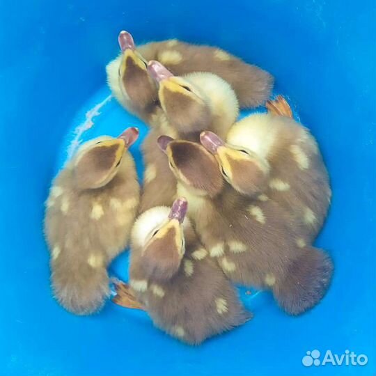 Мускусные утки