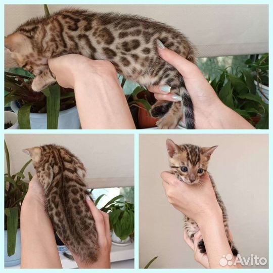 Бенгальские котята
