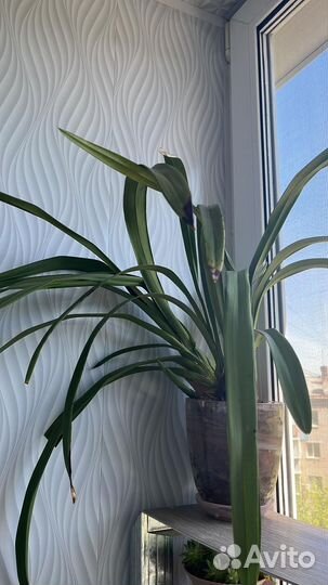 Орхидея цимбидиум