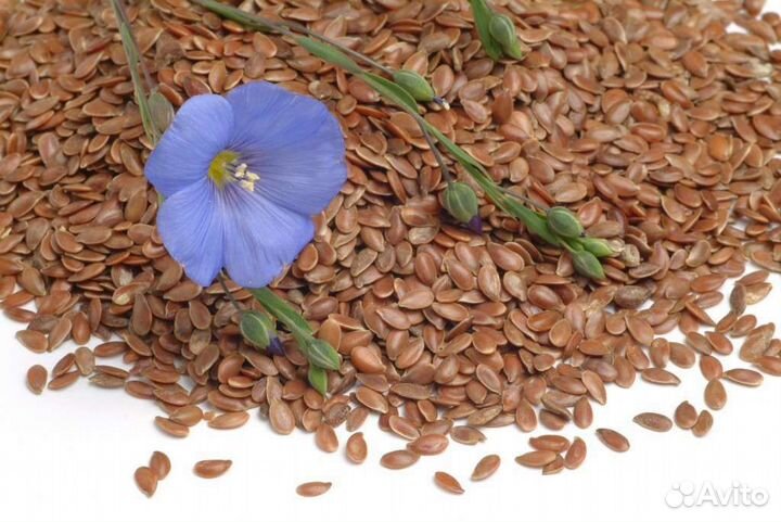 Семена льна