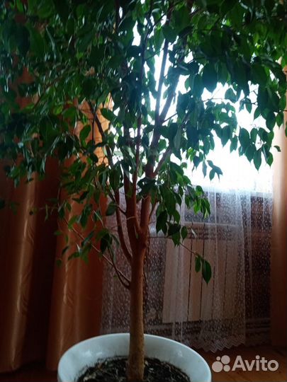 Продам фикус
