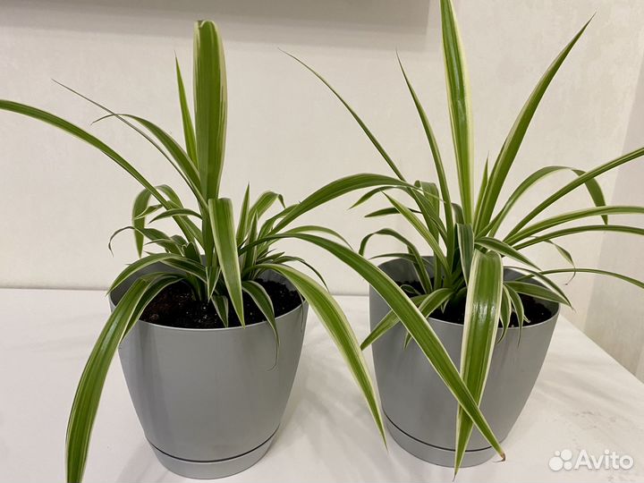 Хлорофитум