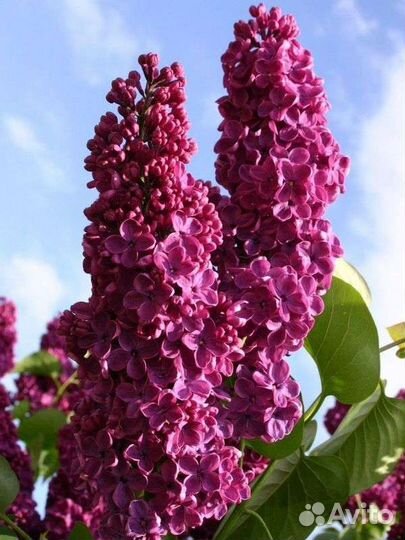 Сирень Людвиг Шпет