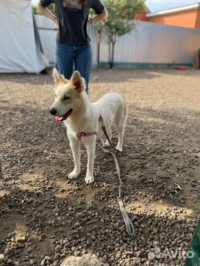 Щенок в добрые руки бесплатно