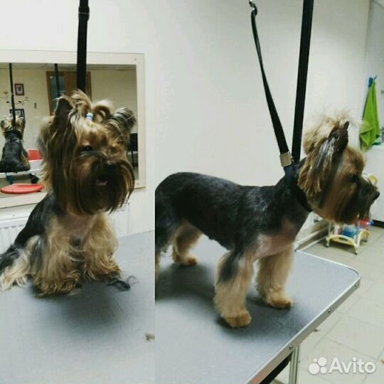 Стрижка собак