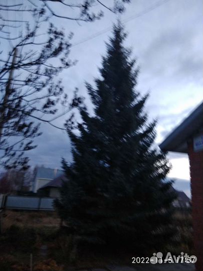 Ель голубая