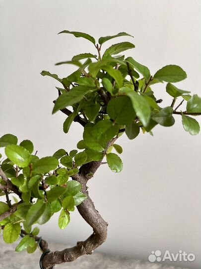 Бонсай сагереция, комнатное горшечное дерево живое