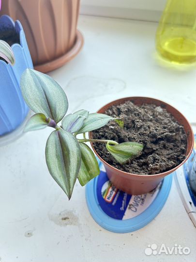 Традесканция