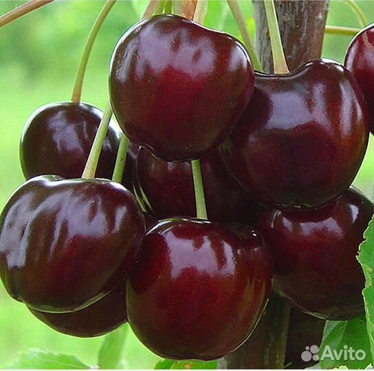 Саженцы плодовых деревьев