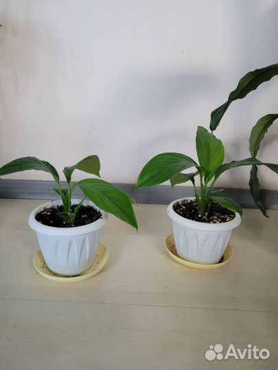 Спатифиллум Сенсация