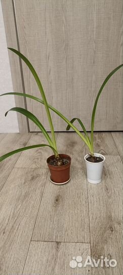 Гиппиаструм