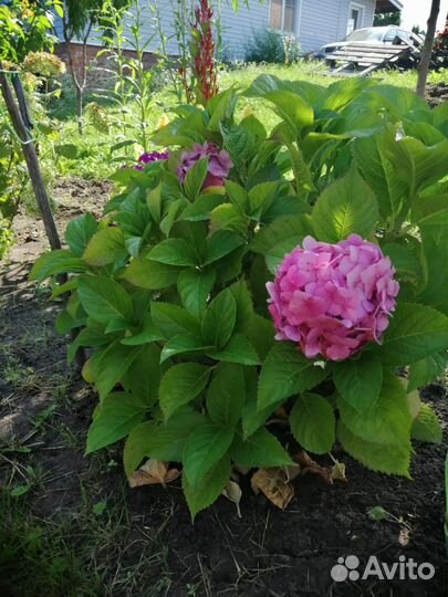 Гортензия крупнолистная двухгодовалый куст