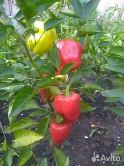 Рассада перцев