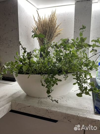 Комнатная мята