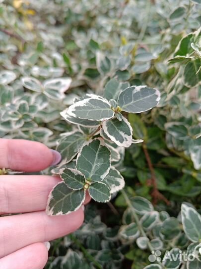 Бересклет форчуна арлекин (ползучий)