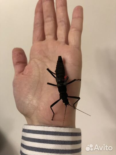 Палочники Кордильерские Перуанские