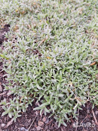 Ясколка многолетняя