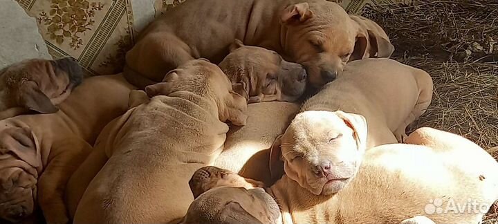 Американский булли xl щенки