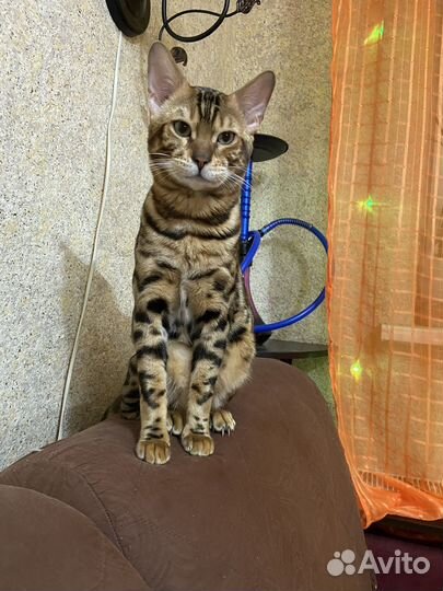 Бенгальская