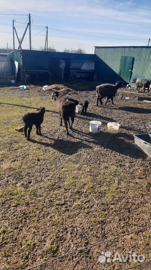 Овцыматки с ягнятами