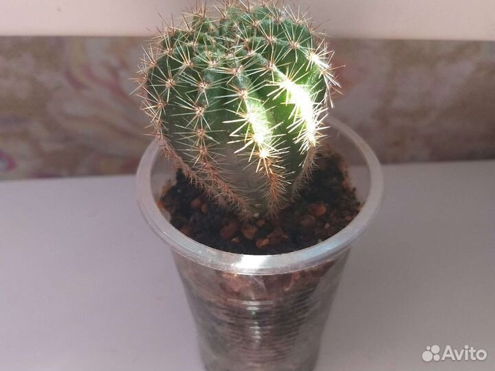 Кактусы и суккуленты