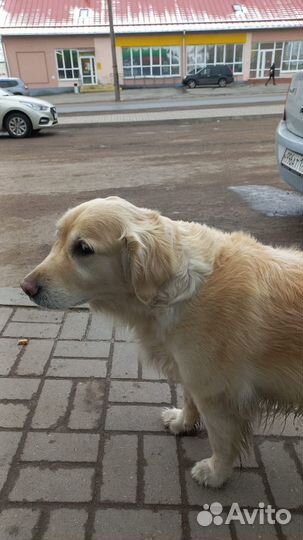 Найдена собака