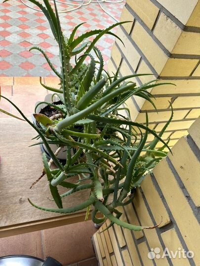 Алоэ лечебный