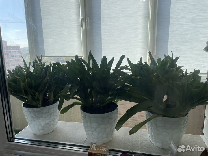 Цветы домашние в горшках