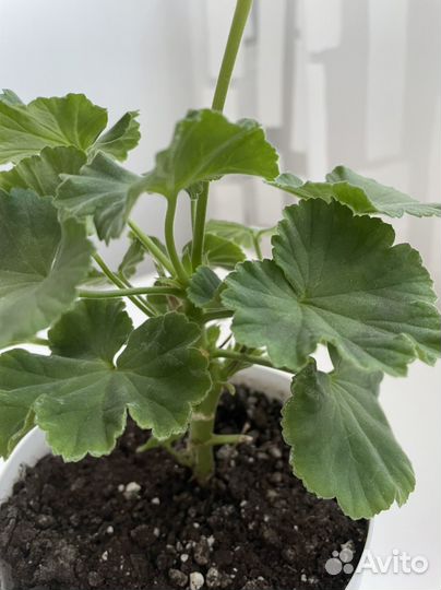 Пеларгония герань