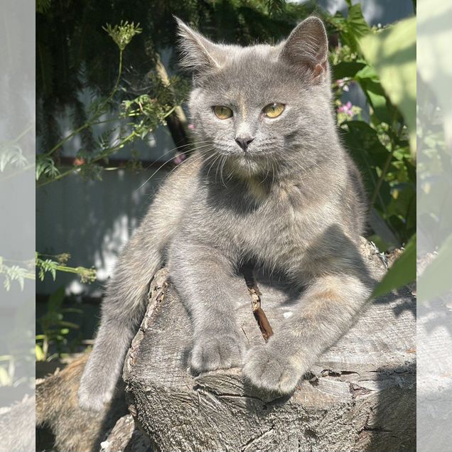 Котёнок в добрые руки