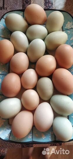 Домашние куриные яйца