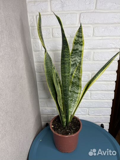 Сансевиерия комнатеые цветы