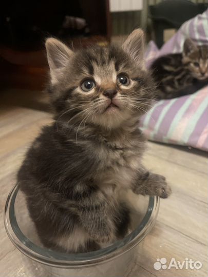 Котенок бесплатно